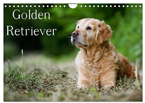 Golden Retriever (Wandkalender 2026 DIN A4 quer), CALVENDO Monatskalender: 13 schöne Golden Retriever-Portraits für das ganze Jahr (CALVENDO Tiere)