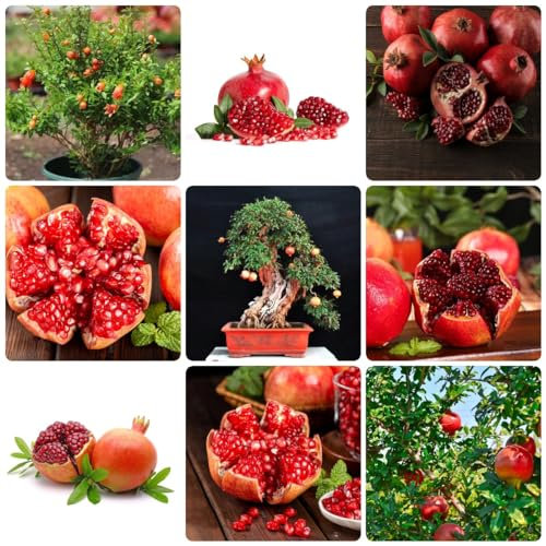 45 pcs granatapfel pflanze winterhart granatapfelbaum samen - spalierobst plant dekopflanzen,punica granatum, bonsai tree ökologische geschenke säulenobstbäume hochbeet balkon exotische