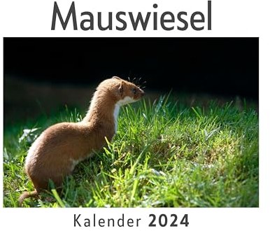 Mauswiesel (Wandkalender 2024, Kalender DIN A4 quer, Monatskalender im Querformat mit Kalendarium, Das perfekte Geschenk)