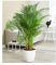 BALDUR Garten Areca Palme ca. 120-130 cm hoch, 1 Pflanze, Luftreinigende Zimmerpflanze, unterstützt das Raumklima, Zimmerpalme Dypsis lutescens Goldfruchtpalme, mehrjährig - frostfrei halten