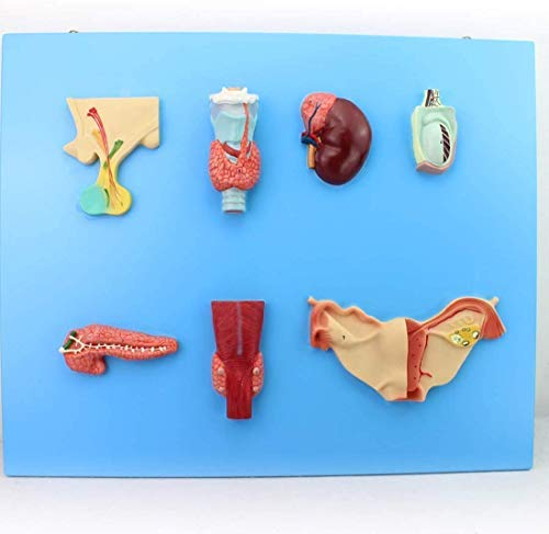 ERNZI Endokriner Organsystem Thyroid Menschliche Hypophyse Nebennierendrüse Hoden Pankreas Parathyreoid Drüsen Ovarial Anatomische Lehrmodell