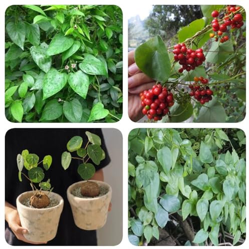 80 Pcs Stephania Samen, Wilder Wein Winterhart Grünpflanzen (Stephania Japonica) Gartenpflanzen, Dekopflanzen Balkonpflanzen Winterhart Mehrjährig Pflanzen Wand, Balkon Deko Gartenpflanzen