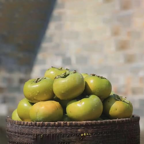 15 pcs kaki baum pflanze winterhart samen saatgut kaki baum samen obstbäume samen anzucht gartenpflanzen säulenobst stauden winterhart mehrjährig kakibaum winterhart balkonpflanzen