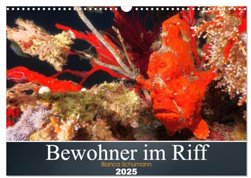 Bewohner im Riff (Wandkalender 2025 DIN A3 quer), CALVENDO Monatskalender