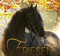 Friesen 2022: Friesen Pferde