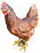 Aspinaworld Gartenfigur, stehende braune Huhn Figur, 32 cm, Figur für den Garten, wetterfeste Deko