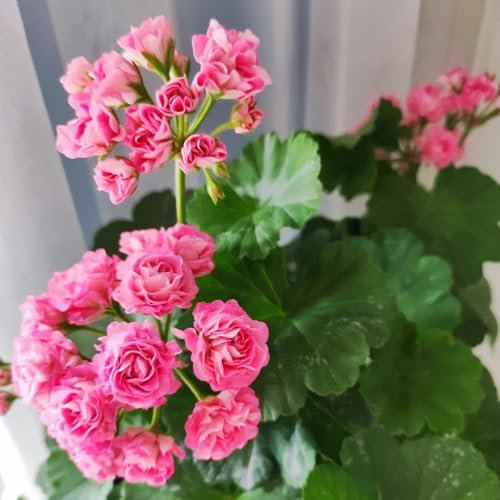 semi di geranio in piedi, semi di pelargonium Piante rustiche per giardino, fiori resistenti semi di fiori perenni resistenti semi di antiche varietà, semi di fiori da balcone fiori da 100pcs