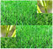 Portal Cool (1 Oz.) Gramigna Seed - Prato Grass Seeds - Spazzi Hardy 7-10:Seeds Only