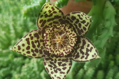 4 esquejes - stapelia variegata (flor de la estrella) *amarillo, negro