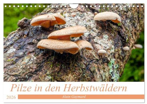Pilze in den Herbstwäldern (Wandkalender 2026 DIN A4 quer), CALVENDO Monatskalender: Ein Überblick über die Pilze, die unsere Wälder füllen (CALVENDO Natur)