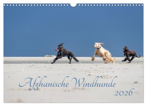 AFGHANISCHE WINDHUNDE 2026 (Wandkalender 2026 DIN A3 quer), CALVENDO Monatskalender: Sie sind schnell, stolz und wunderschön - Afghanische Windhunde! (CALVENDO Tiere)