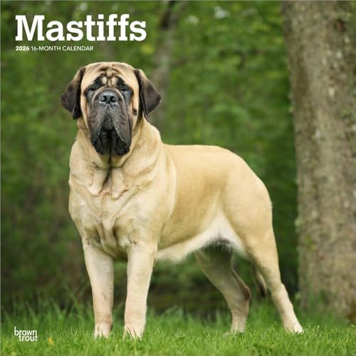 Mastiffs | 2026 12 x 24 Inch (Hanging) Monthly Square Wall Calendar | Plastic-Free | BrownTrout | Animals Dog Breeds