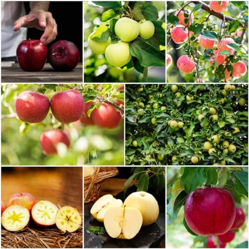 200 pcs samen für apfelbaum - bonzai baum pflanztopf winterharte kübelpflanzen apfel äpfel,Malus pumila, obstbäume kaufen zimmerpflanze zwergobstbäume nachhaltige geschenke bäume kaufen