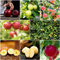 200 pcs samen für apfelbaum - bonzai baum pflanztopf winterharte kübelpflanzen apfel äpfel,Malus pumila, obstbäume kaufen zimmerpflanze zwergobstbäume nachhaltige geschenke bäume kaufen
