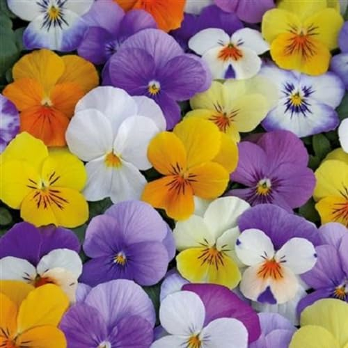 Helza Stiefmütterchen Twix Audrey mix, Holländische Veilchen, 200 stück, Blumensamen für Garten und Balkon, Pflanzensamen, Saatgut von Kulturpflanzen