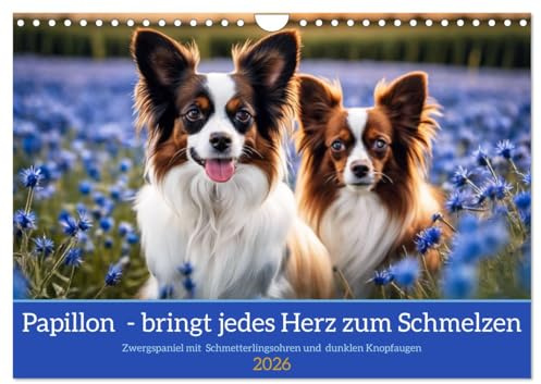 Papillon - bringt jedes Herz zum Schmelzen (Wandkalender 2026 DIN A4 quer), CALVENDO Monatskalender: Zwergspaniel mit Schmetterlingsohren und dunklen Knopfaugen (CALVENDO Tiere)