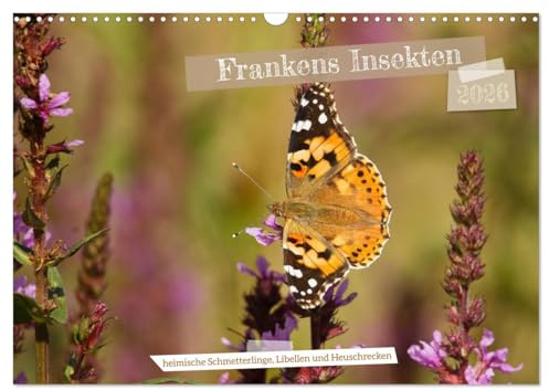 Frankens Insekten (Wandkalender 2026 DIN A3 quer), CALVENDO Monatskalender: Entdecken Sie 13 besondere heimische Insekten in ansprechenden Fotografien (CALVENDO Natur)