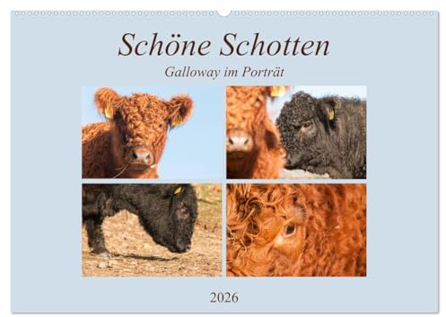 Schöne Schotten - Galloway im Porträt (Wandkalender 2026 DIN A2 quer), CALVENDO Monatskalender: Grandiose Aufnahmen zauberhafter Rinder (CALVENDO Tiere)