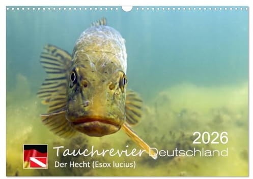 Tauchrevier Deutschland - Der Hecht (Wandkalender 2026 DIN A3 quer), CALVENDO Monatskalender: Hecht (Esox lucius) (CALVENDO Tiere)