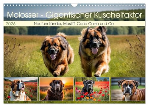 Molosser - Gigantischer Kuschelfaktor (Wandkalender 2026 DIN A3 quer), CALVENDO Monatskalender: Neufundländer, Mastiff, Cane Corso und Co. (CALVENDO Tiere)