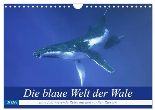 Die blaue Welt der Wale (Wandkalender 2026 DIN A4 quer), CALVENDO Monatskalender: Eine fantastische Reise in die Tiefen des Pazifiks mit den gigantischen Buckelwalen (CALVENDO Tiere)