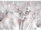 Runa Art Papier peint intissé 396 x 280 cm pissenlit fleurs | Toison Décoration Murale Salon Chambre á Coucherr | Fabrication Allemande | gris rose 9436012a