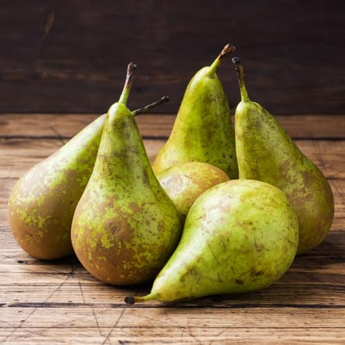Pear Tree Conference (Pyrus) – Delicious Dessert Pears, Late Season Crop, Self-Fertile, Ideal for Small Gardens – 1x 2 Litre Pot by Thompson and Morgan
