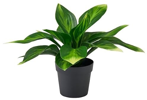 Artificial Plantain Lily Potted Plant 9 cm – Realistic Faux Green Hosta Plant for Indoor & Outdoor Home & Office Décor, Mini Decorative Plant in Pot for Tabletop, Shelf, Balcony, Kitchen & Garden Use