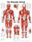 The Muscular System Anatomical Chart