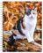 Cat Lovers 2024 Engagement