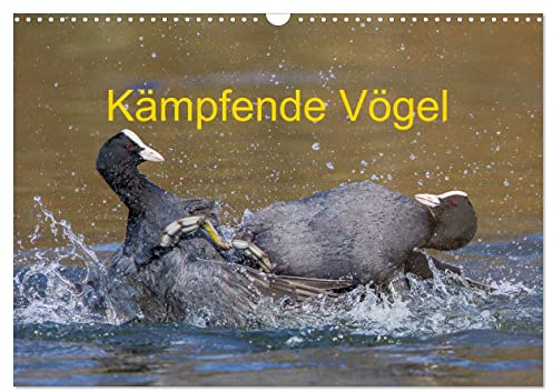 Kämpfende Vögel (Wandkalender 2026 DIN A3 quer), CALVENDO Monatskalender: Actionreiche Aufnahmen von kämpfenden Vögeln (CALVENDO Tiere)