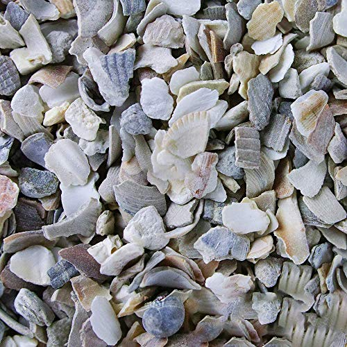 BusyBeaks Hen Sized Oyster Shell | Premium High in Calcium Poultry Grit | Enhances Strong Bones Digestion System and Quality of Eggs | Chicken Hen Animal Wildlife Mixture | Natural Food Mix (1kg)