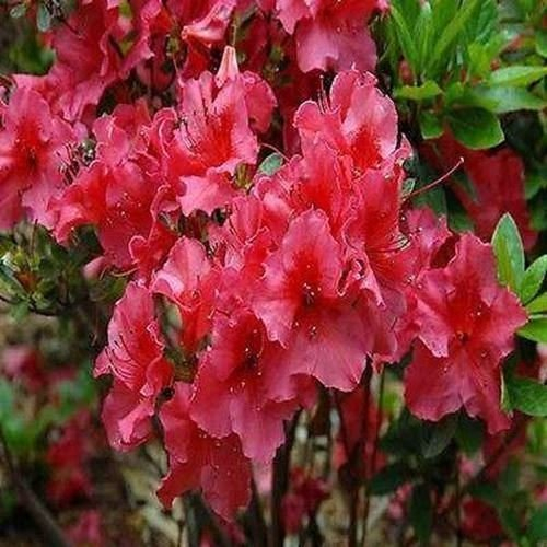 50 Semi - Semi Rododendro Rosa azalea Bush (Rhododendron ferrugineum)