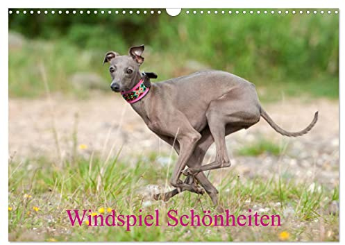 Windspiel Schönheiten (Wandkalender 2026 DIN A3 quer), CALVENDO Monatskalender: Wunderschöne Windspiel Fotos, einfühlsam fotografiert von der Fotografin Angelika Joswig (CALVENDO Tiere)