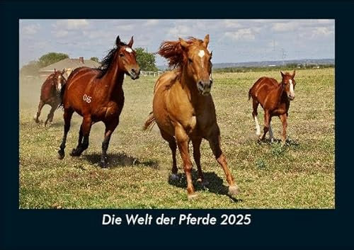 Die Welt der Pferde 2025 Fotokalender DIN A5: Monatskalender mit Bild-Motiven vom Sport, Fussball, Hockey, Football, Handball, Schwimmen