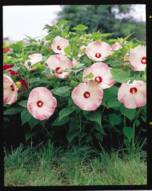 Vista 100 teile/beutel Hibiskus Blumensamen Riesen Hibiskus Samen Bonsai Baum Mehrjährige Blumen Pflanze Für Hausgarten Semillas Einfach Zu Wachsen Blau