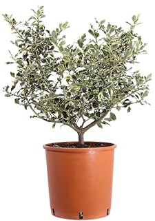 Pianta di Agrifoglio Variegato o Ilex Aquifolium Argentea Marginata pianta ornamentale da esterno pianta vera natalizia con foglie variegate venduta da eGarden.store (Vaso 30 cm)