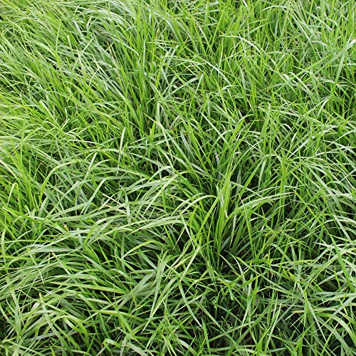 Rohrschwingel (Festuca Arundinacea) 22,68 KG Einzelgras Semi di Erba