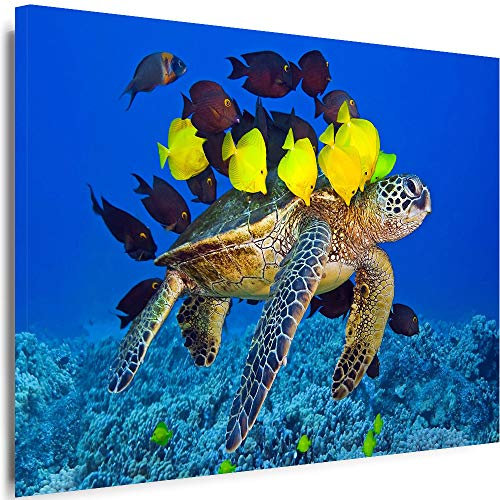 Julia-Art - Bilder Film Cartoons Tiere Kinder Fisch und Schildkrötel 80 x 60 cm LeinWandBilder Xxl - 1 Teilige WandBilder Art 3D Modern Kunstdrucke w-a-2063-27