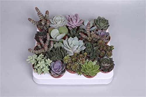 Succulent Mix - 20 Plants - House or Office Real Live Indoor Pot Plants - Ideal Gifts