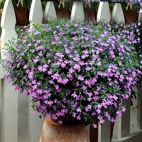 Lobelia Lilac Twilight 4500 Seeds + Plant tag + Freebie - Lobelia erinus