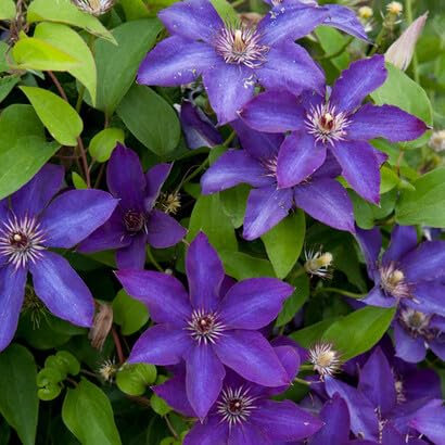 100 Stück violette Clematis-Blumensamen