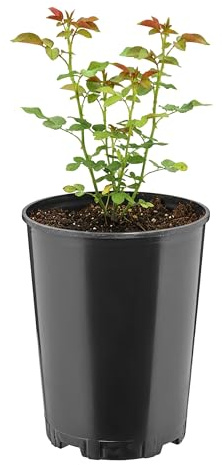 Garronda Blumentopf rund Kunststoff Ø16 x 20,5 cm (3L) mit Drainagelöchern Pflanztopf Robustes PP Pflanzgefäß für Garten Gewächshaus Balkon Anzucht Innen Außenbereich Schwarz GD-0204