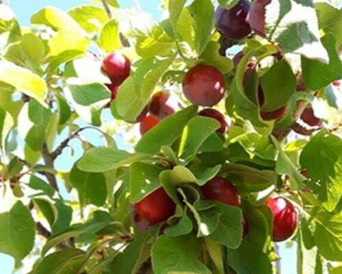 ALBERO DI SUSINO SUSINE PRUGNE PRUGNO - SANGUE DI DRAGO - IN VASO 17 cm