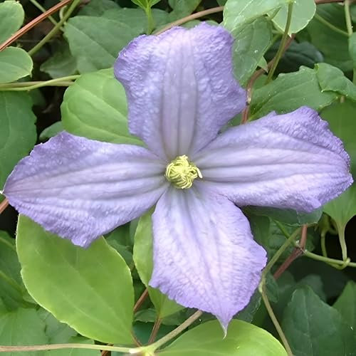 Plant Theory 60cm Cane Clematis Prince Charles Blue Flowering Vine Climbing Plant 3L Pot