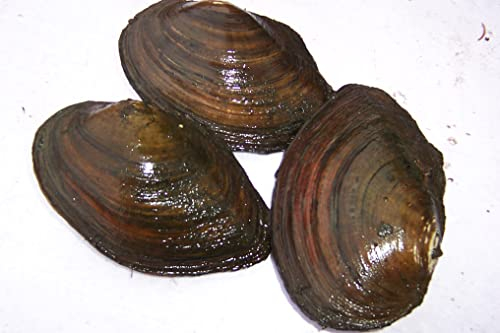 Teichmuscheln für einen klaren Gartenteich - Die optimale natürliche Filterung des Teiches (5 große XXL Teichmuscheln)