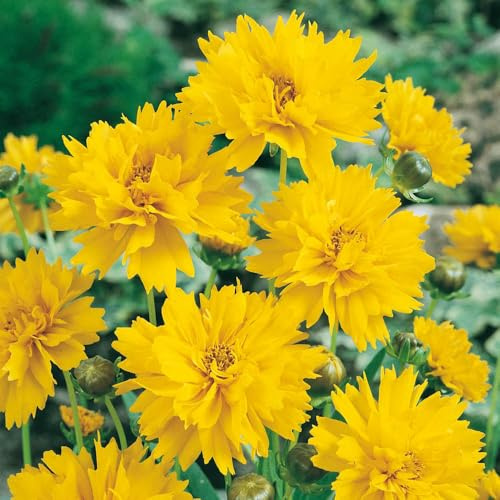 You Garden - 1 x Coreopsis Grand 'Early Sunrise' in 9cm Pots - Drought Tolerant Perennial Plants for Gardens - Potted Coreopsis Plants for Patios, Pots and Borders