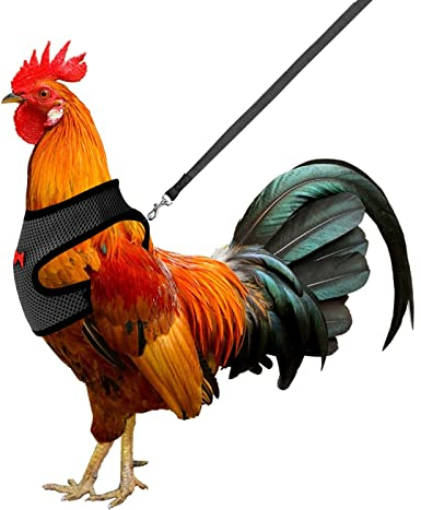 Molain Verstellbares Hühnergeschirr mit Leine, Bequeme Hühnerweste atmungsaktives Hühner Trainingsgeschirr Mesh Haustiergeschirr für 2–11 lb (1–5 kg) Ente Gans Henne Traning Medium (schwarz)