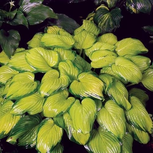 funkien pflanze winterhart samen, samen kräuter, steingartenpflanzen winterhart gartenblumen funkien hosta samen, kräuter pflanzen, winterharte kübelpflanzen, herbstblumen winterhart 200pcs