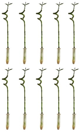 Bloomique - Lot de 10 - Dracaena Sanderiana - Lucky Bamboo - Lucky Bamboo - Plantes d'intérieur - Purificateur d'air - Facile à entretenir - Hauteur 40-50 cm